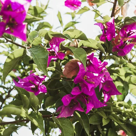 Il Segreto Dei Viaggiatori - Berlin * Ortona