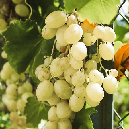 Il Segreto Dei Viaggiatori - Berlin *