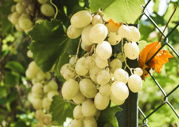 Il Segreto Dei Viaggiatori - Berlin *