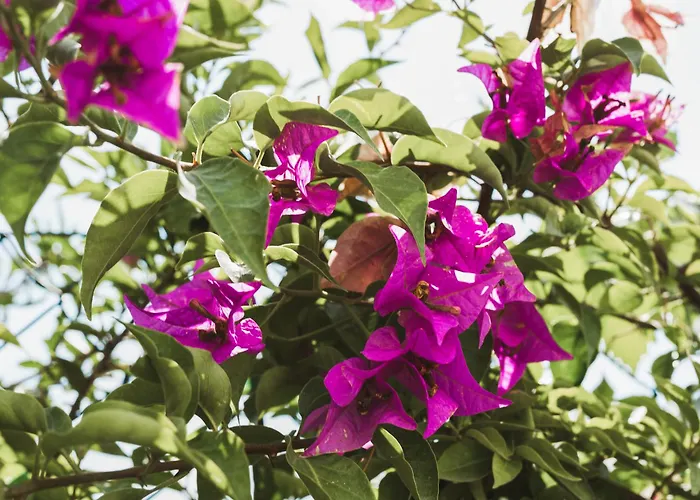 Il Segreto Dei Viaggiatori - Berlin * Ortona